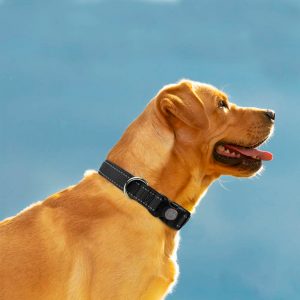 Collar Classic Nylon
