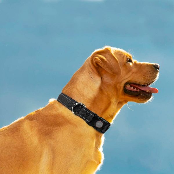 Collar Classic Nylon
