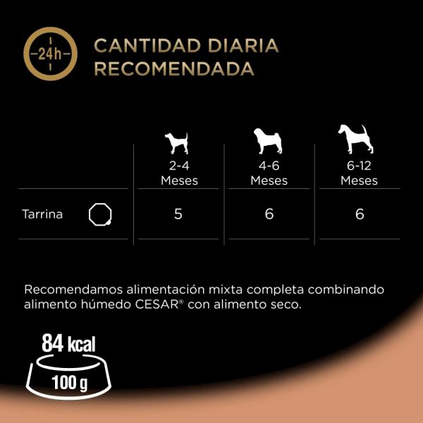 Cesar Tarrina Clásica Junior - Imagen 3
